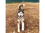 Adopt Chowder- loves activity, treats and people! a Husky, Mixed Breed