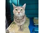 Adopt Salmon a Domestic Short Hair