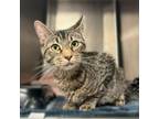 Adopt Samsara a Domestic Short Hair