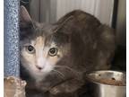 Adopt T Cat 24-0424 a Domestic Short Hair