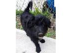 Adopt Lots-o Huggin' a Standard Poodle, German Shepherd Dog