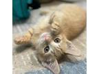 Adopt Lulu a Domestic Short Hair