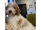 Adopt Coco a Standard Poodle