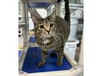 Adopt Maizey a Domestic Short Hair