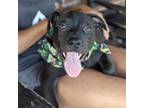 Adopt Mcllroy a Mixed Breed