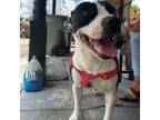 Adopt Mama Piglet a Pit Bull Terrier