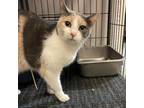 Adopt Trixie a Domestic Short Hair