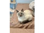 Adopt Mizuho (Mizzy) a Ragdoll