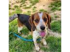 Adopt Lexis a Beagle, Mixed Breed