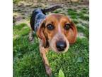 Adopt Lucia a Beagle, Mixed Breed