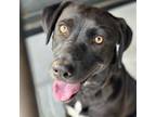 Adopt Blaire CFS# 240033962 a Labrador Retriever