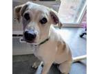 Adopt Gretta a Great Pyrenees, Cattle Dog