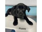 Adopt Flossy a Mixed Breed