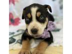 Adopt Hope a Bernese Mountain Dog, Husky