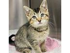 Adopt Short a Domestic Short Hair