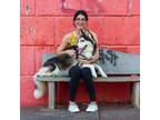 Experienced and Reliable Pet Sitter in Toronto, Ontario - Affordable Rates