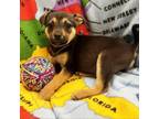 Adopt Florida a Yellow Labrador Retriever, German Shepherd Dog