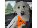 Adopt Snowie FKA Dusy a Great Pyrenees