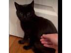 Adopt Bronte a Domestic Short Hair