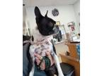 Adopt SHELBY a Boston Terrier