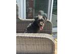 Adopt Izzy a Terrier