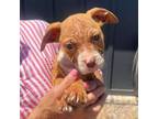Adopt Lou pup 2 a Boxer, Mixed Breed