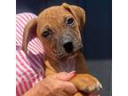 Adopt Lou pup 1 a Boxer, Mixed Breed