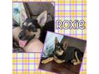 Adopt Roxie a Shepherd