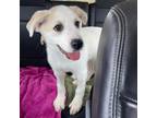 Adopt Fiona a Great Pyrenees, Labrador Retriever