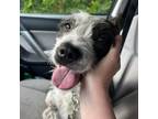 Adopt Cassandra a Standard Schnauzer, West Highland White Terrier / Westie