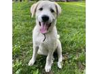 Adopt Stella a Great Pyrenees, Labrador Retriever