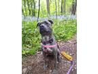 Adopt Lola a Pit Bull Terrier, Mixed Breed