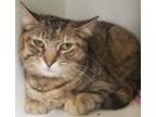 Adopt Schnebly a Domestic Short Hair