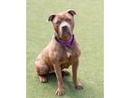 Adopt Darla a Pit Bull Terrier, Mixed Breed
