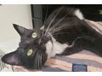 Adopt Rollie Polie Olie a Domestic Short Hair