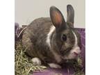 Adopt Alice a Bunny Rabbit