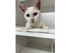 Adopt Sapphire a Domestic Short Hair