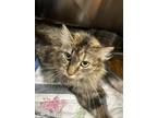 Adopt Darcy a Domestic Long Hair