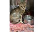 Adopt Mable a Domestic Short Hair