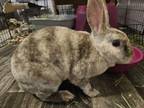 Adopt Lucy a Bunny Rabbit