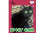 Adopt Spicy Girl a Domestic Short Hair
