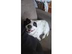 Adopt Carly a Australian Cattle Dog / Blue Heeler