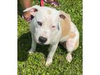 Adopt Jenny a American Staffordshire Terrier, Terrier