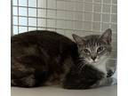 Adopt Luna a Domestic Short Hair