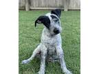 Adopt Bindy a Cattle Dog, Mixed Breed