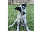 Adopt Bindy a Shepherd, Pointer