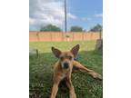 Adopt Carrie a Catahoula Leopard Dog, Mixed Breed