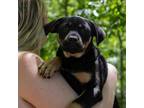 Adopt Leia a German Shepherd Dog, Mixed Breed