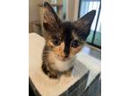 Adopt Alaska a Domestic Short Hair