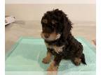 Australian Cattle Dog-Poodle (Toy) Mix PUPPY FOR SALE ADN-783104 - Mini